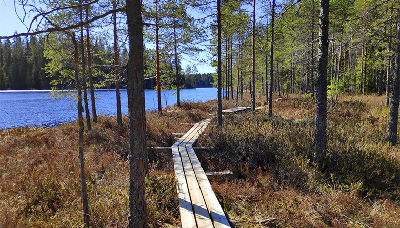 Pitkospuut metsässä järvenrannalla.