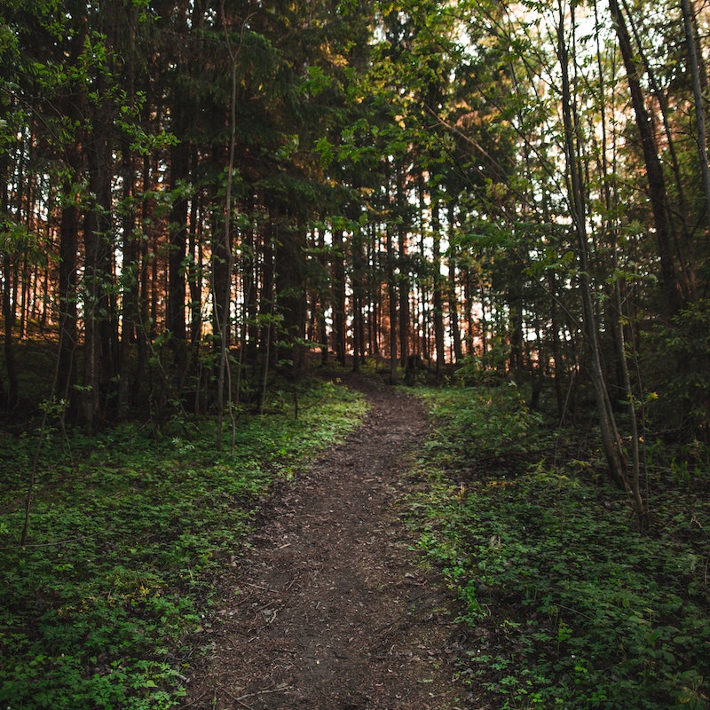 Polku metsän keskellä