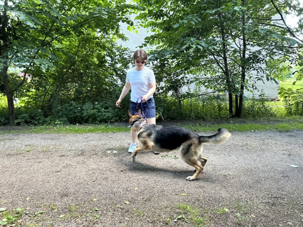 Kuvassa ihminen ja saksankoira leikkimässä vauhdikkaasti puistossa.
